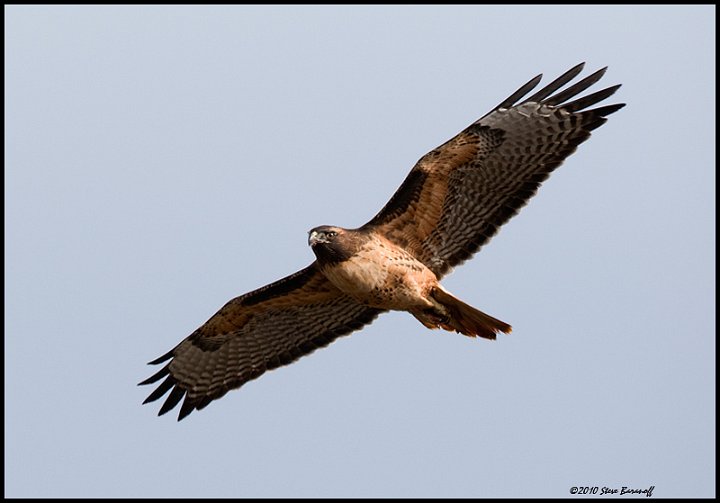 _0SB0610 red-tailed hawk.jpg